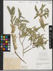 Foto von Salix pycnostachya Andersson